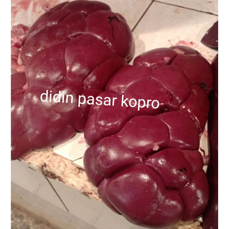 

ginjal sapi