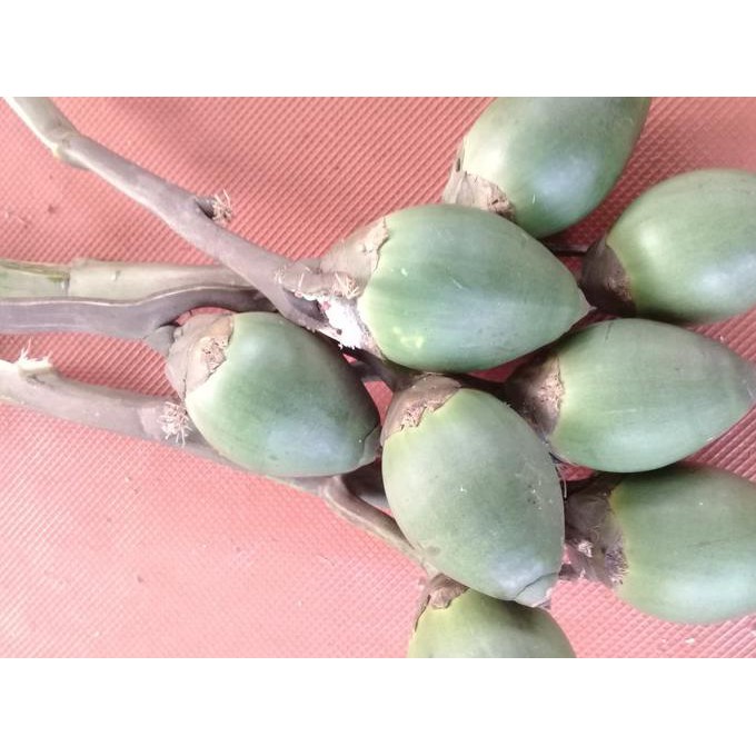 

Buah Pinang Muda/Jambe