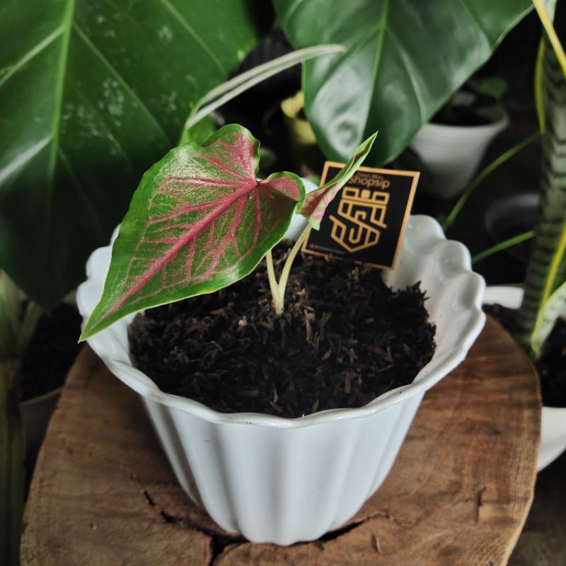 Anakan Caladium Lance Whorton