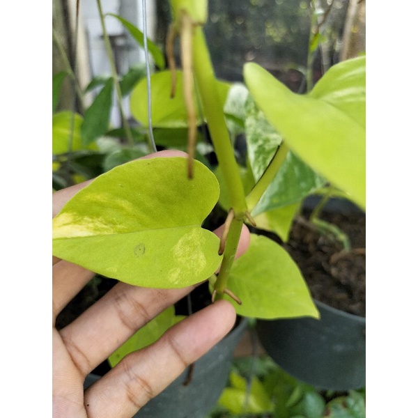 Sirih Gading lemon Rimbun