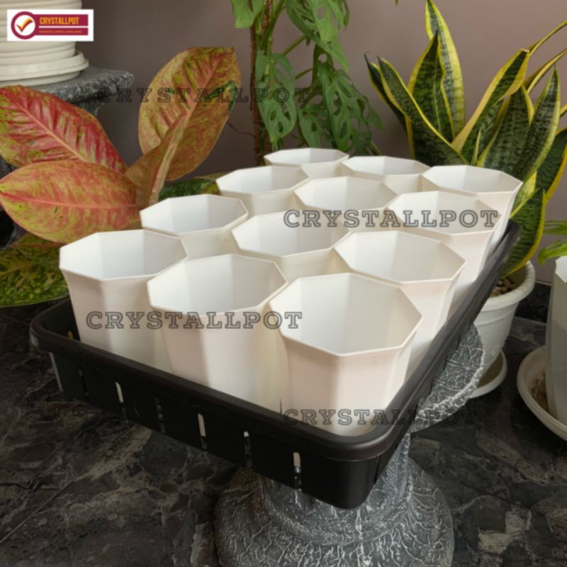 1 SET TRAY + 12 PCS POT PAGODA 10 PUTIH TRAY NKT 50CM | TRAY SEMAI BIBIT