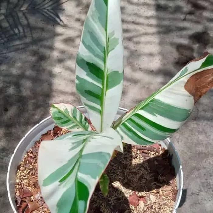 PROMO BIBIT TANAMAN HIAS PISANG VARIEGATA - POHON PISANG VARIEGATA