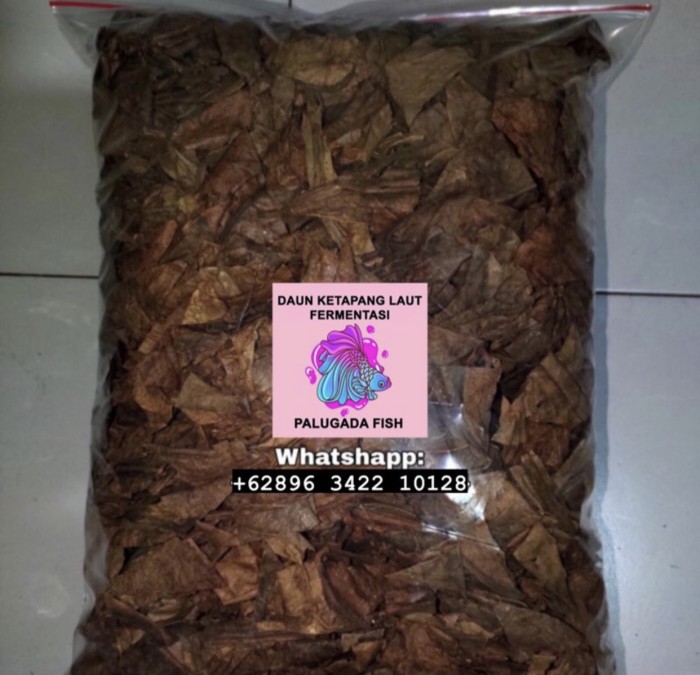 

promo DAUN KETAPANG LAUT OLAHAN FERMENTASI 500 GRAM limited