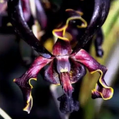 anggrek dendrobium black spider