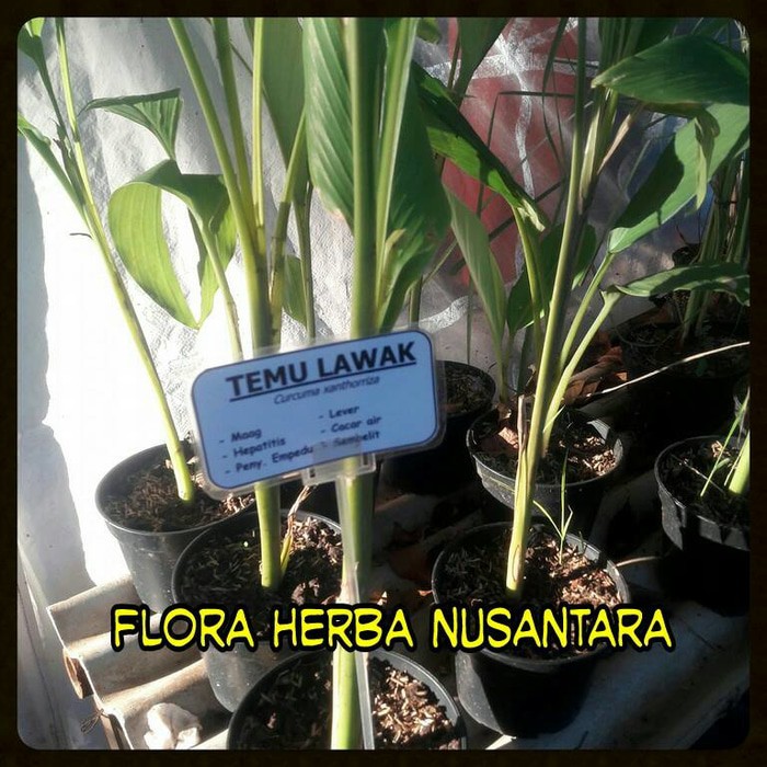 

Tanaman Obat Daun Stevia ( Stevia Rebaudiana ) By As