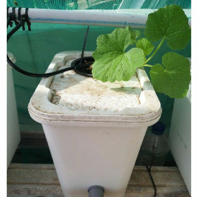 Ember Dutch Bucket / Dutch Bucket