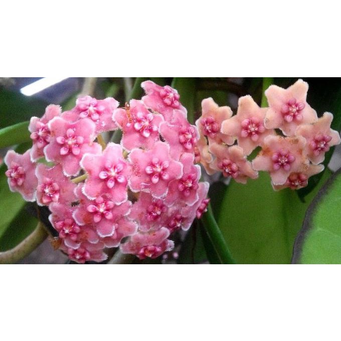 Tanaman hias Hoya diversifolia