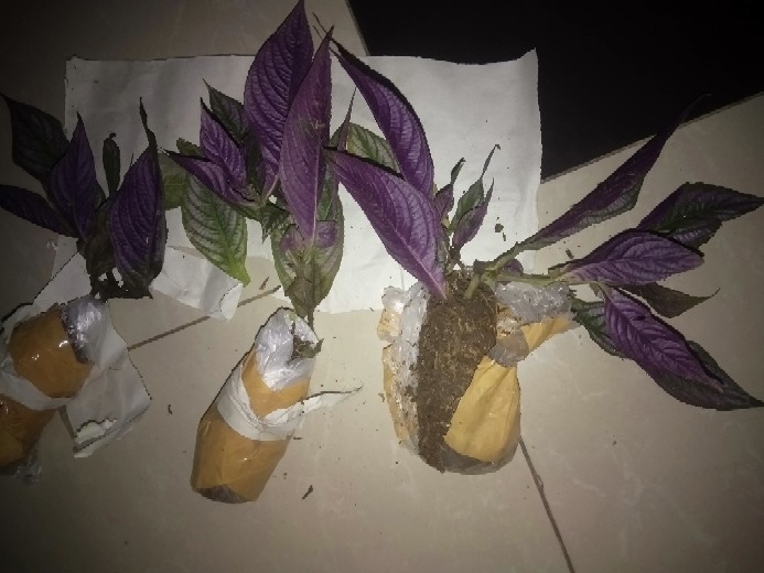 Parisian Shield Murah Promo !!!! Buruan !!!!