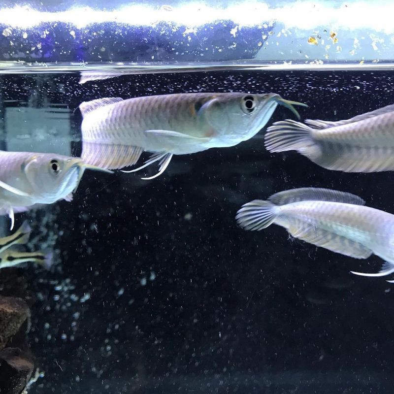 

Ikan Arwana Silver Red size 13-16