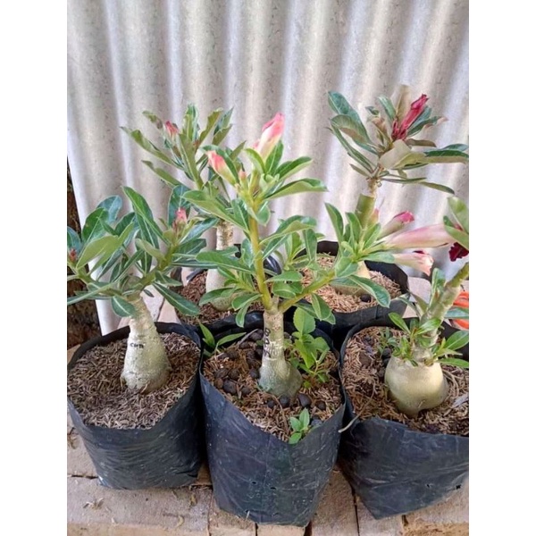 Adenium tumpuk sizeA