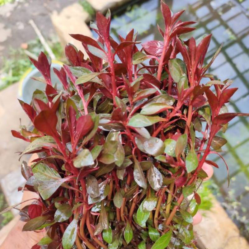 Ludwigia repens