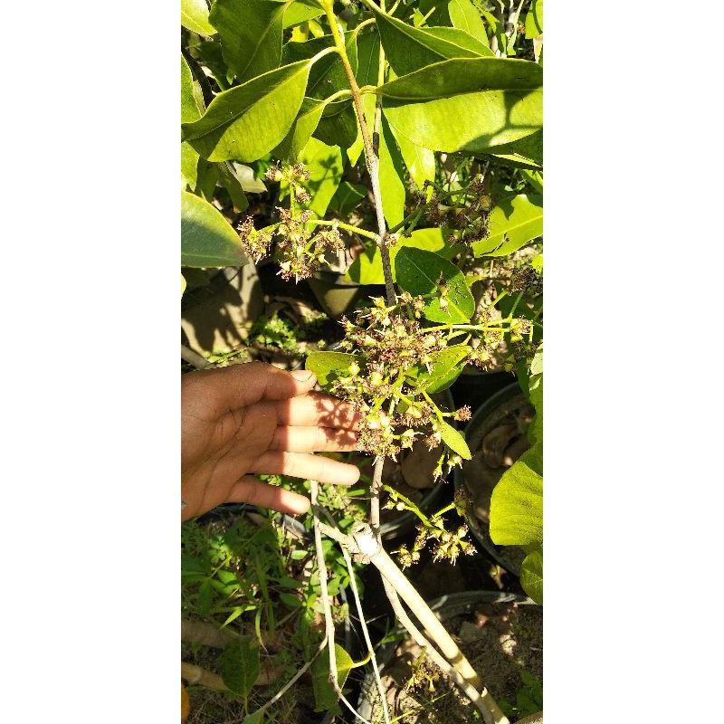 Bibit juwet putih cepat berbuah