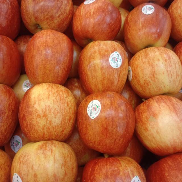 

APEL ROYAL GALA AMERIKA 500GRAM