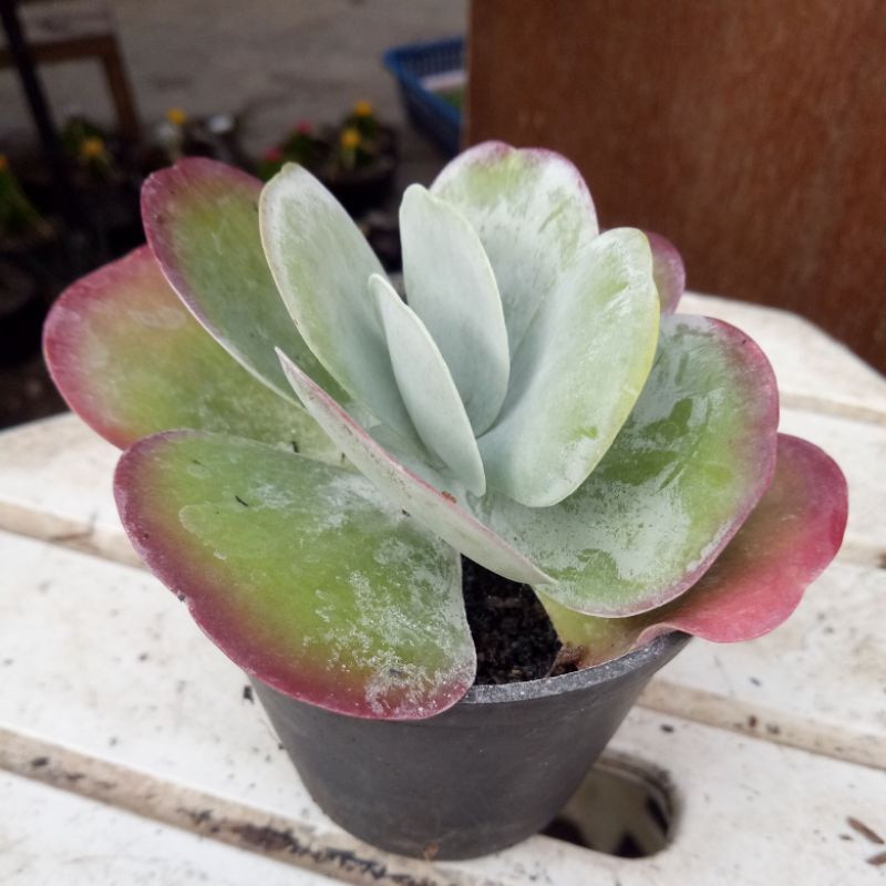 sekulen pingpong / sekulen unik