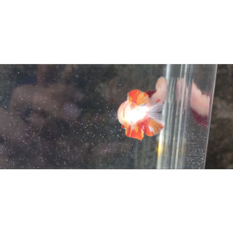 double tail marble / leopard