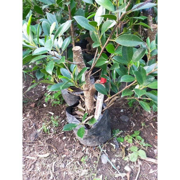 (BISA COD)BIBIT BONSAI KIMENG RAWATAN