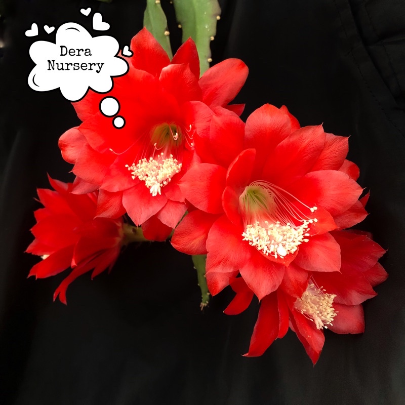Disocactus Ackermannii bibit wijaya kusuma merah cutting epiphyllum hybrid murah