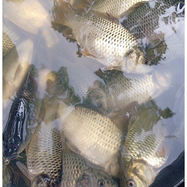 

Ikan Mas Segar - 1 KG