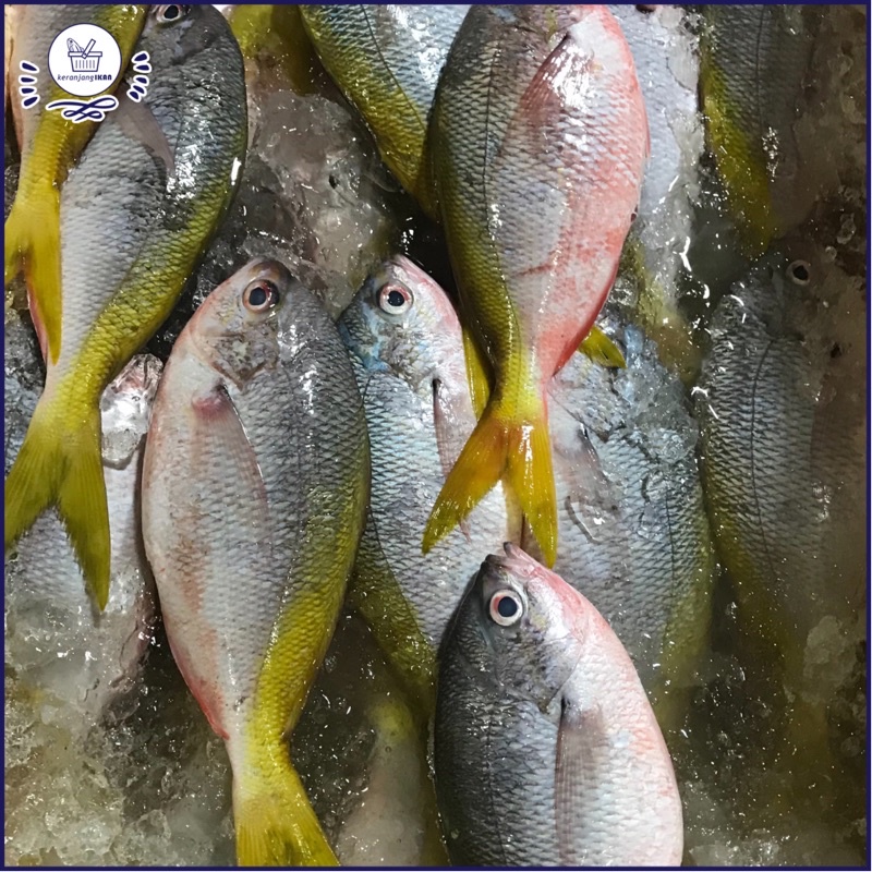 

Ikan Ekor Kuning Segar 1kg