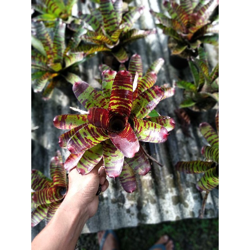 bromelia toucdown tiger