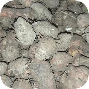 

Biang Kunyit 250 g