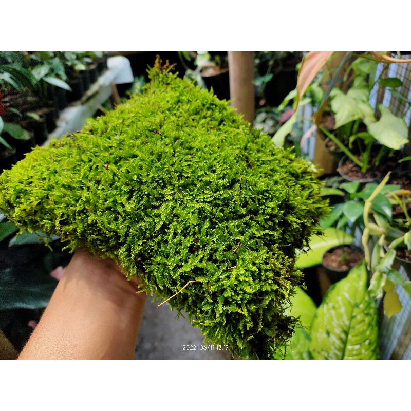 Lumut hidup untuk paludarium/terarium/aquascape/toping atas tanaman