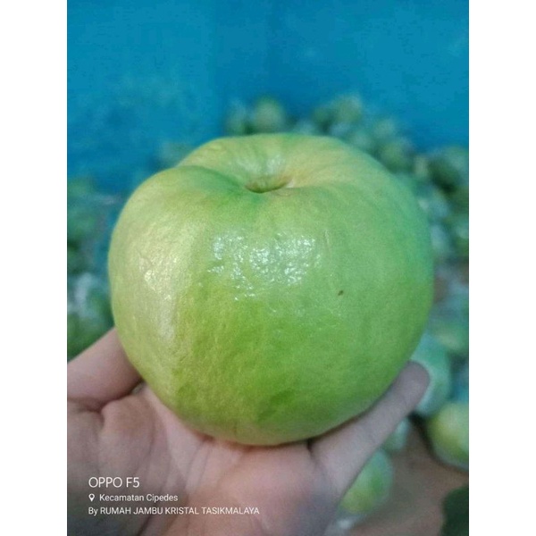 

jambu kristal purworejo