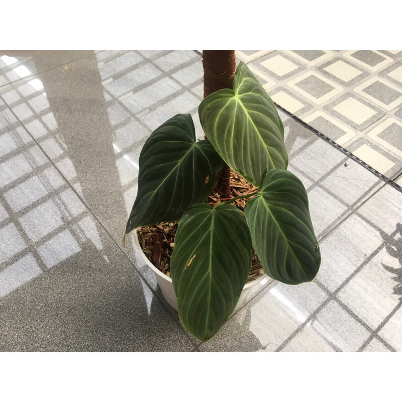 PHILODENDRON SPLENDID TANAMAN HIAS BUNGA PHILODENDRON SPLENDID MURAH