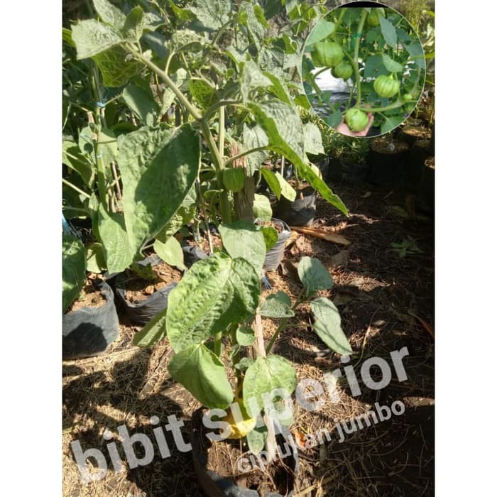 bibit ciplukan jumbo