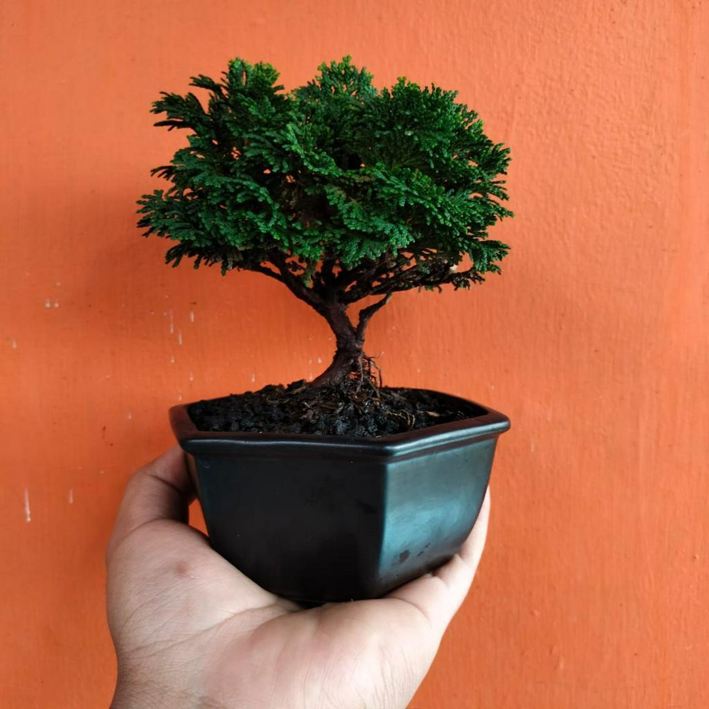 Bonsai cemara inoki