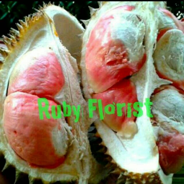 Bibit Durian Merah