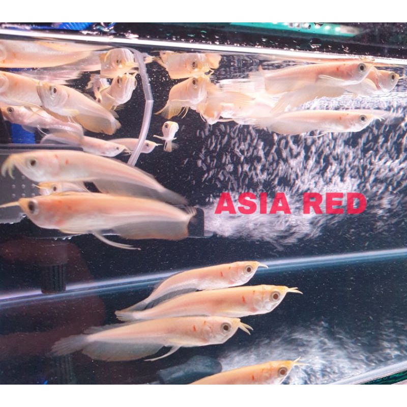 Arwana silver Albino / silver Albino Arowana