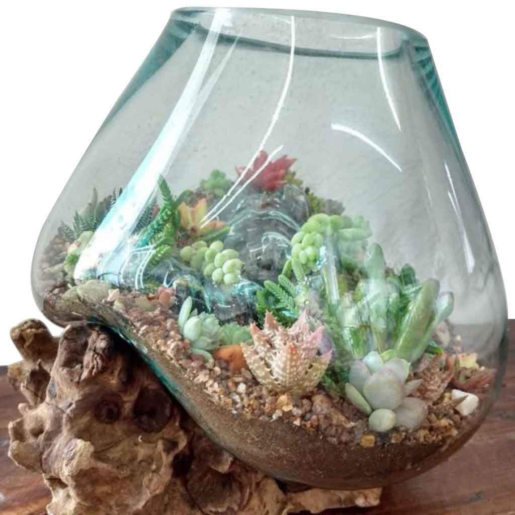 MINI AQUARIUM / AQUARIUM IKAN CUPANG + AKAR KAYU UNIK