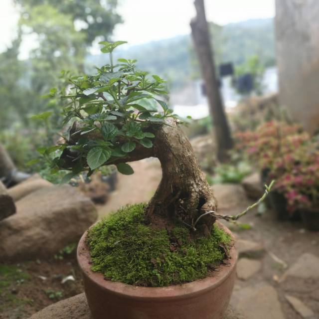 Bonsai Lantana Camara