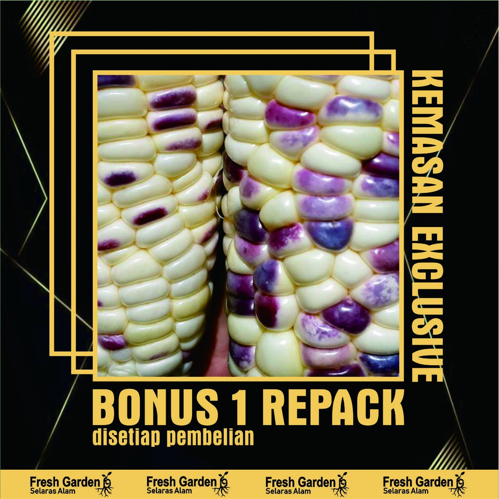 10 Biji Benih Jagung Pulut Rasanya F1
