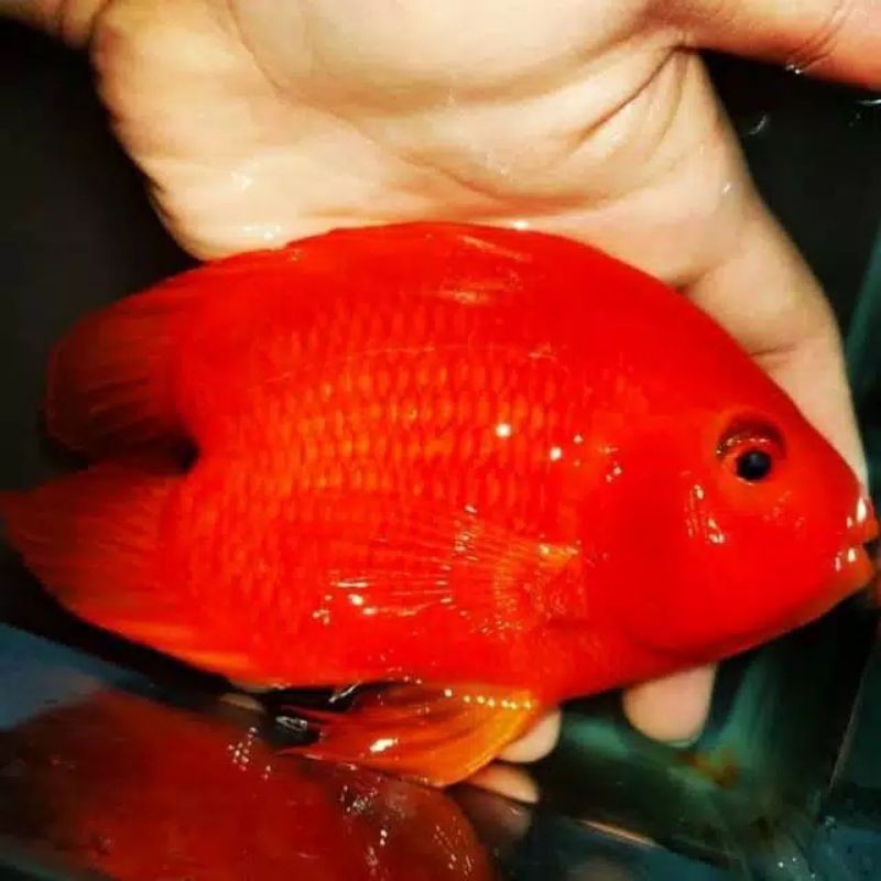 ikan parrot super red no tail