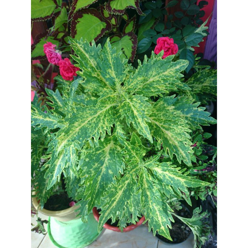 miana / bunga miana / tanaman hias