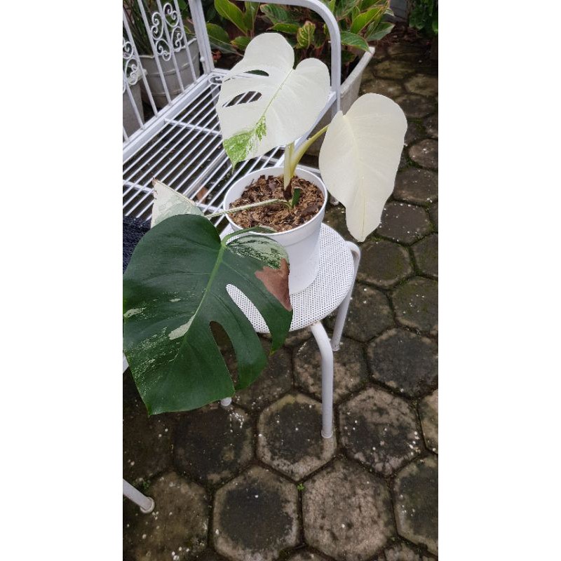 monstera variegata albo indukan