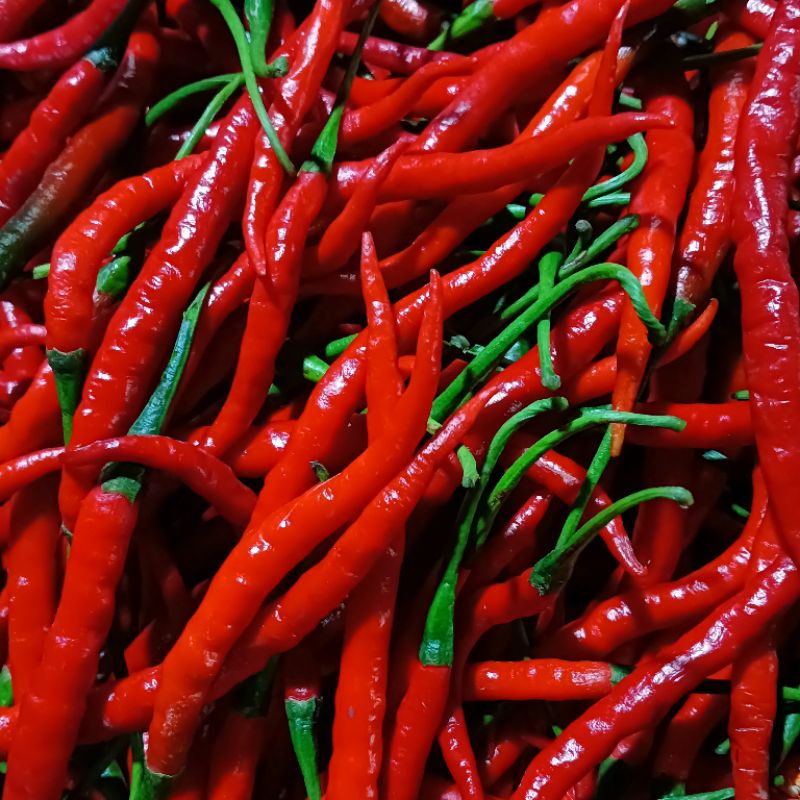 

CABAI MERAH KERITING | CABE MERAH | CABE FRESH | GROSIR