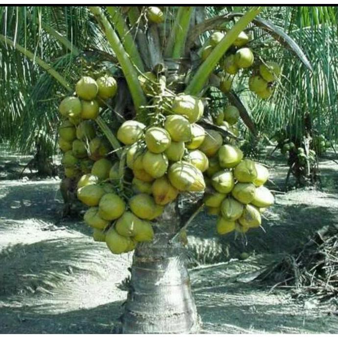 Bibit Kelapa Genjah Salak Unggul *_*