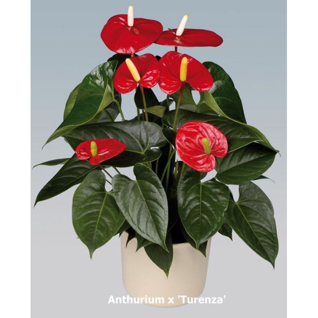 Tanaman hias hidup anthurium mickey mouse turenza red - bunga hidup anthurium - tanaman hidup anthur