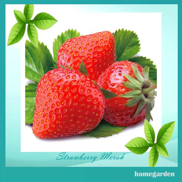 Benih Strawberry Merah Benih Strawberry Benih Tanaman Buah