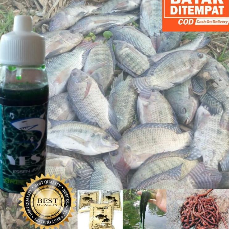 Harga Murah.. Essen Ikan NILA LIAR  / Harian Anti Boncos ESEN ESSEN OPLOSAN JAHAT SEGALA IKAN NILA P