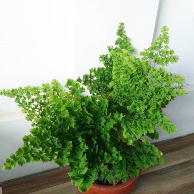 Tanaman hias suplir giant - tanaman suplir daun besar