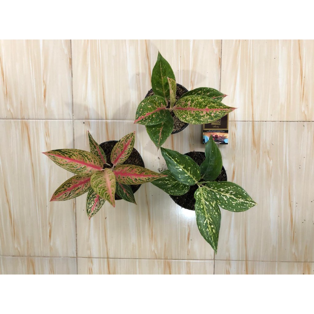 Aglonema Paket Murah Cleopatra, Happyness, Legacy