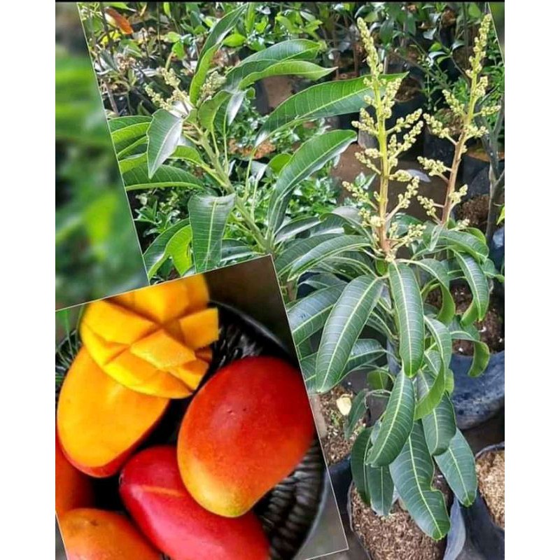 

bbt mangga red emperor