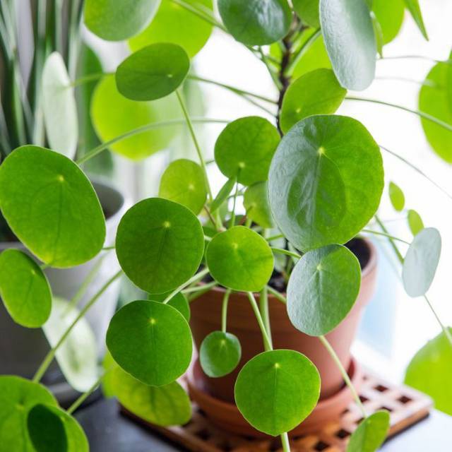 Pilea