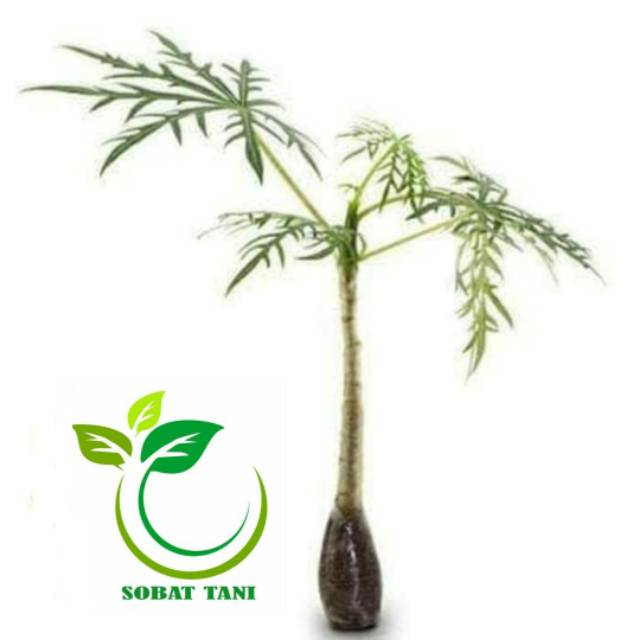 Bibit Tanaman Daun Betadine - Daun Yodium