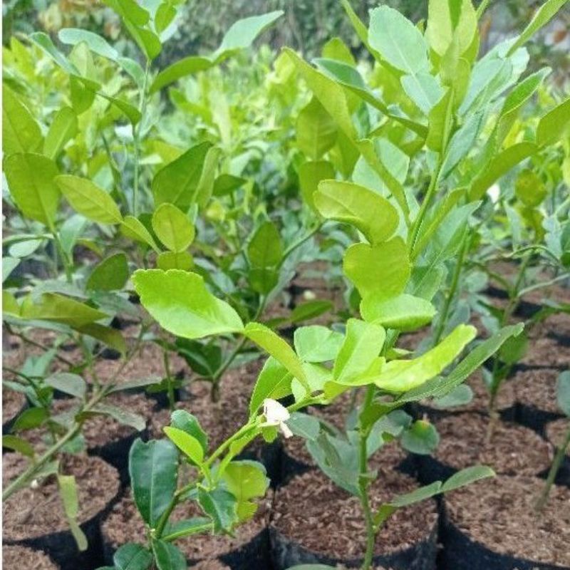 Pohon jeruk purut, Tanaman jeruk purut, Jeruk purut