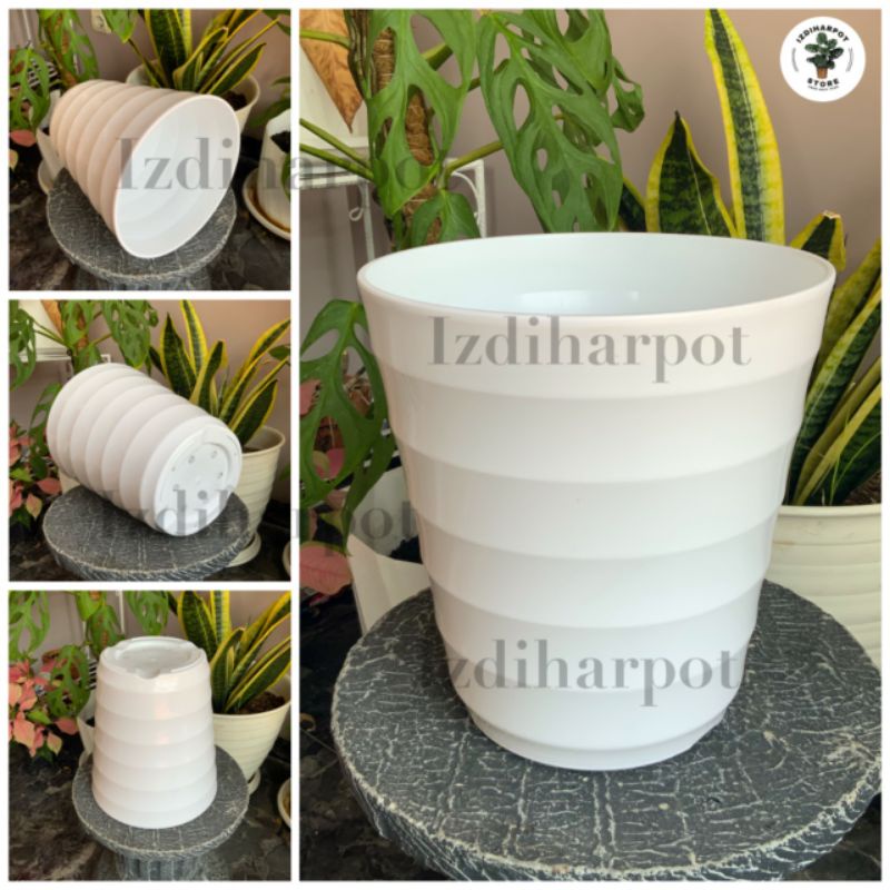 pot bunga tanaman tinggi mado pirus 22cm putih lovenia - MADO PIRUS 27 PUTIH